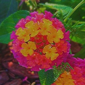 Meet your Posher, Torena